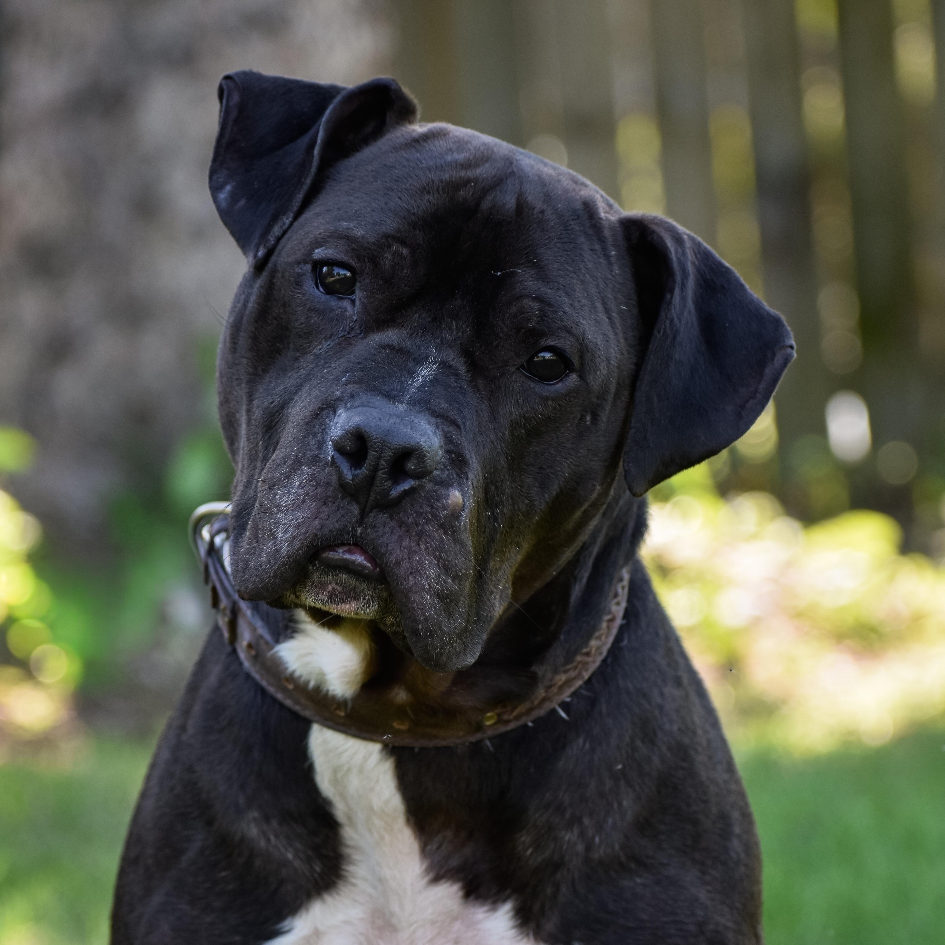 Samson, ADOPTABLE, Adult Male Pit Bull Terrier.