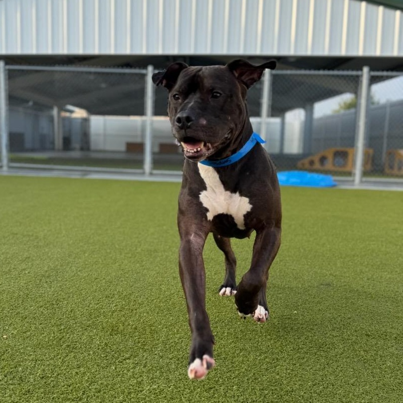Enlarge Samson, a ADOPTABLE mixed breed in Indianapolis, IN image 2/6
