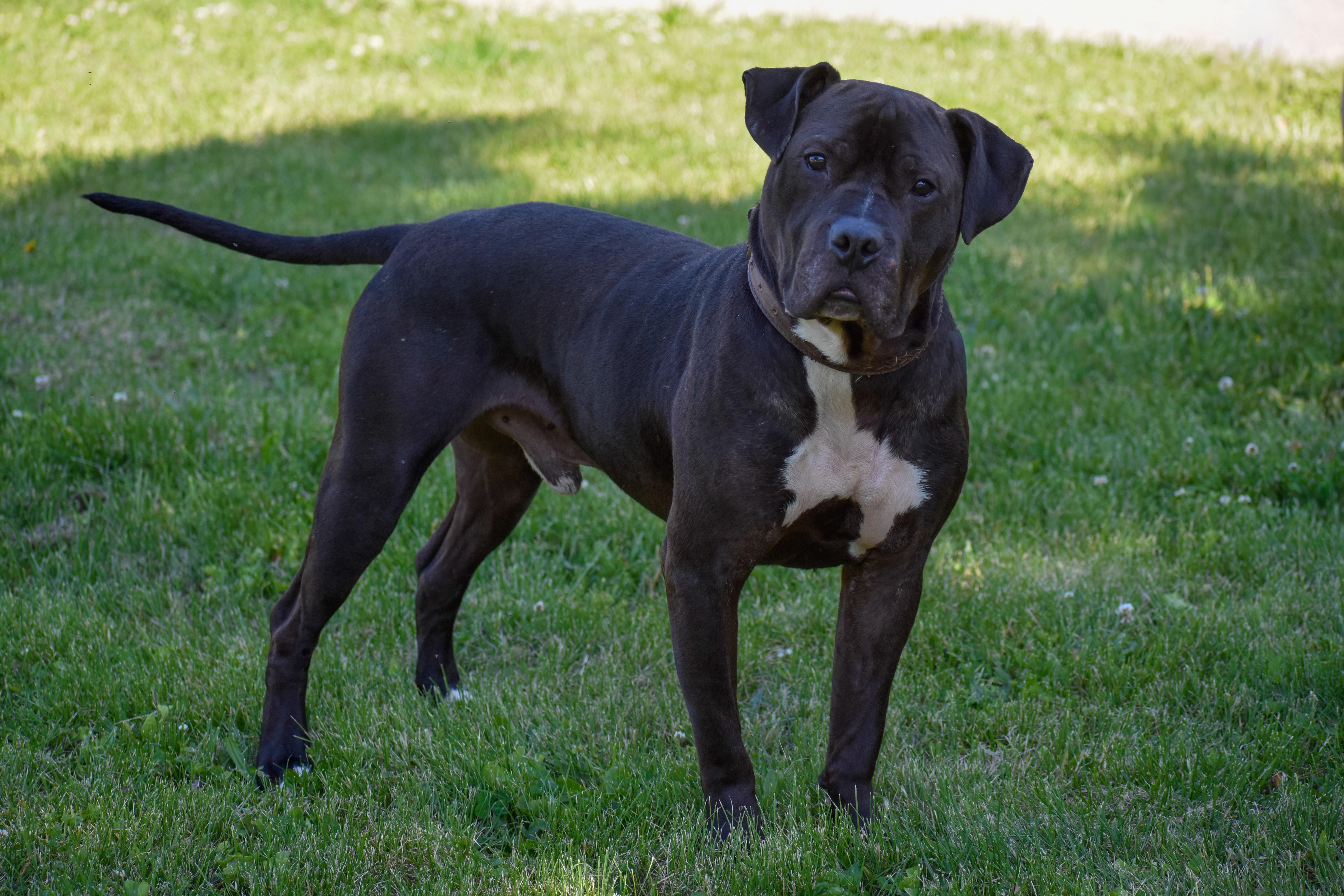 Enlarge Samson, a ADOPTABLE mixed breed in Indianapolis, IN image 2/6