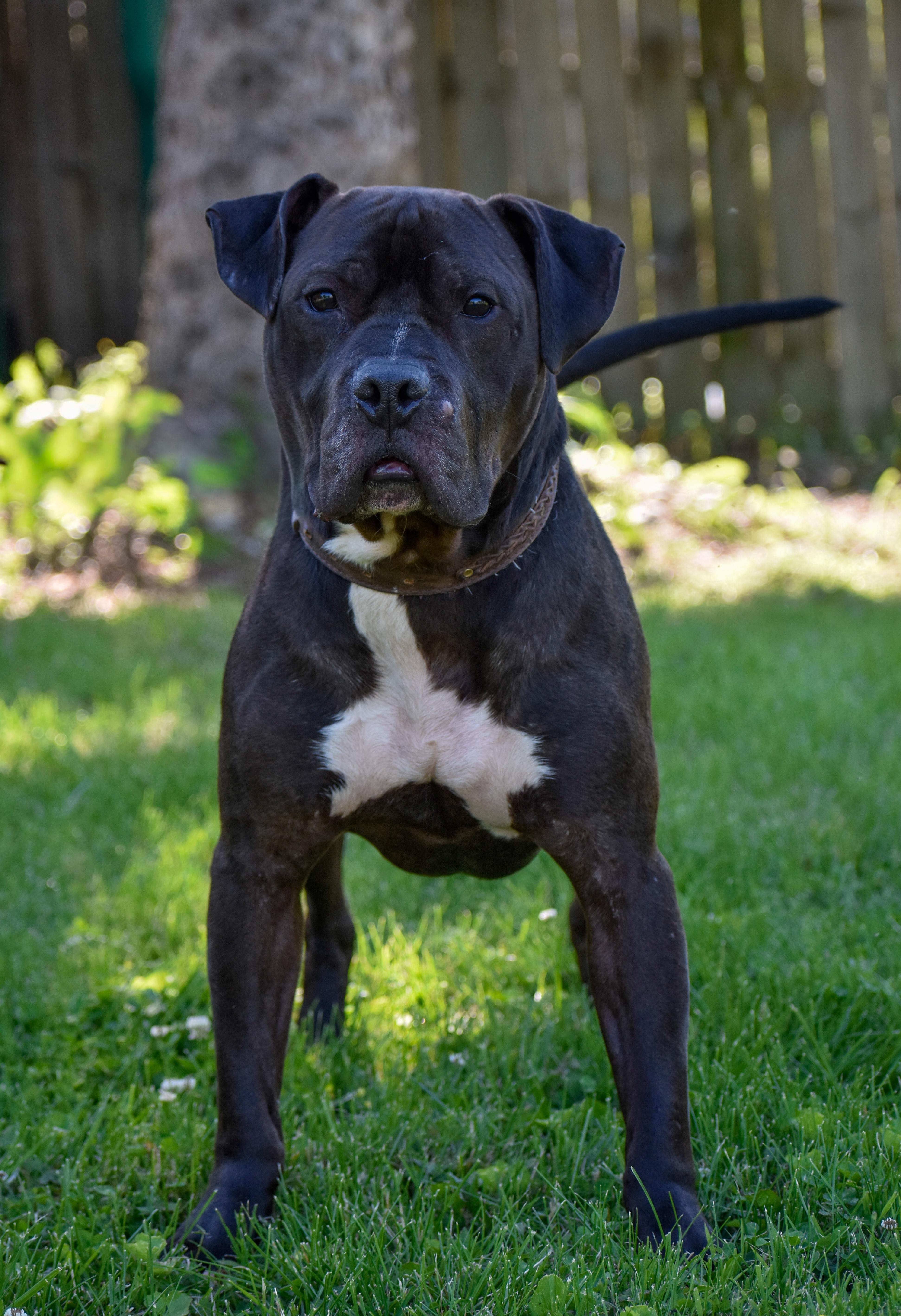 Enlarge Samson, a ADOPTABLE mixed breed in Indianapolis, IN image 4/6