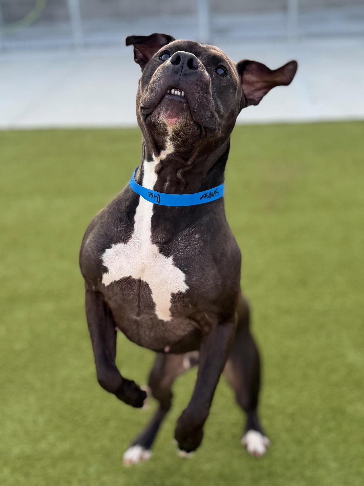 Enlarge Samson, a ADOPTABLE mixed breed in Indianapolis, IN image 5/6