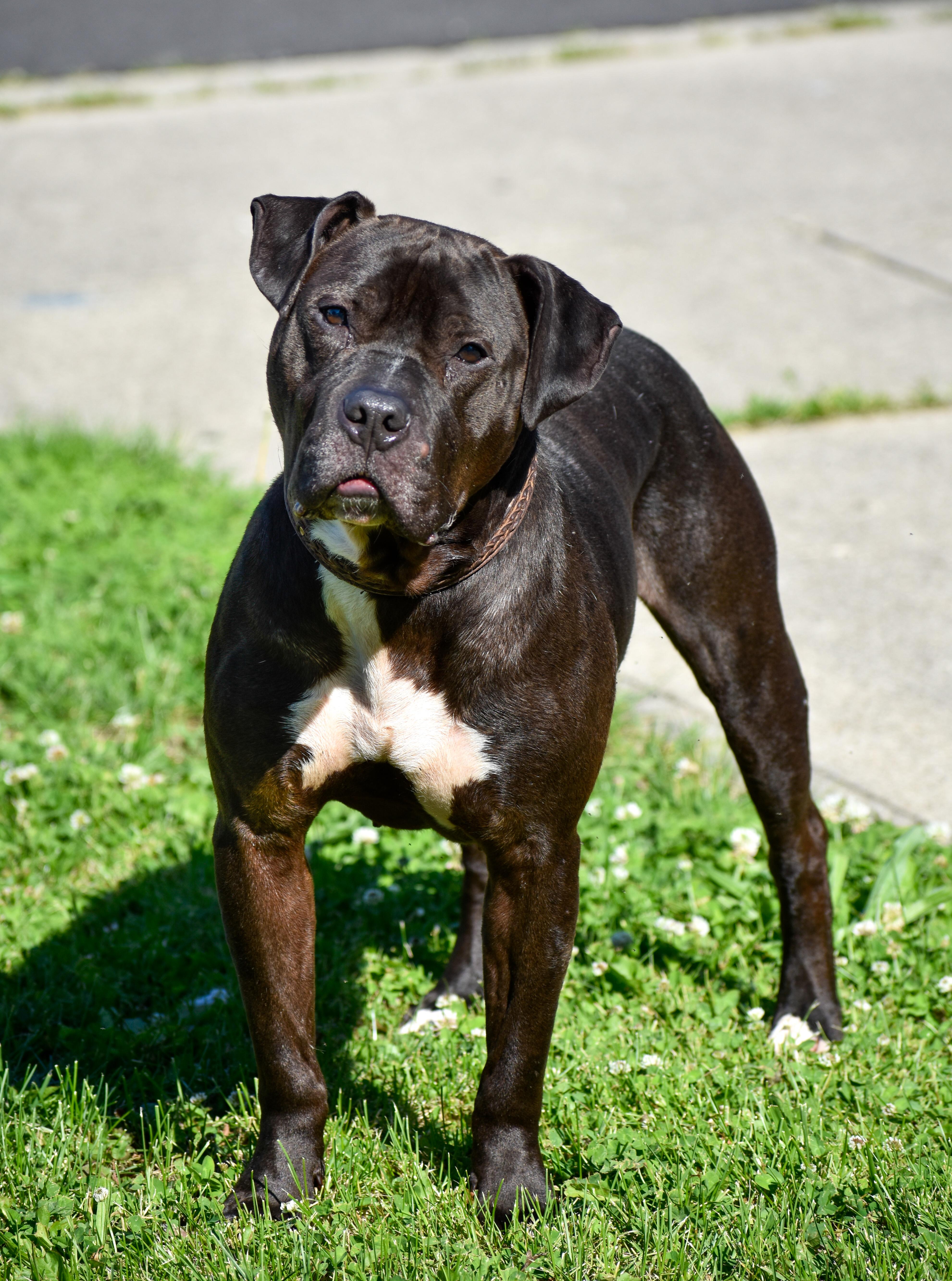 Enlarge Samson, a ADOPTABLE mixed breed in Indianapolis, IN image 3/6