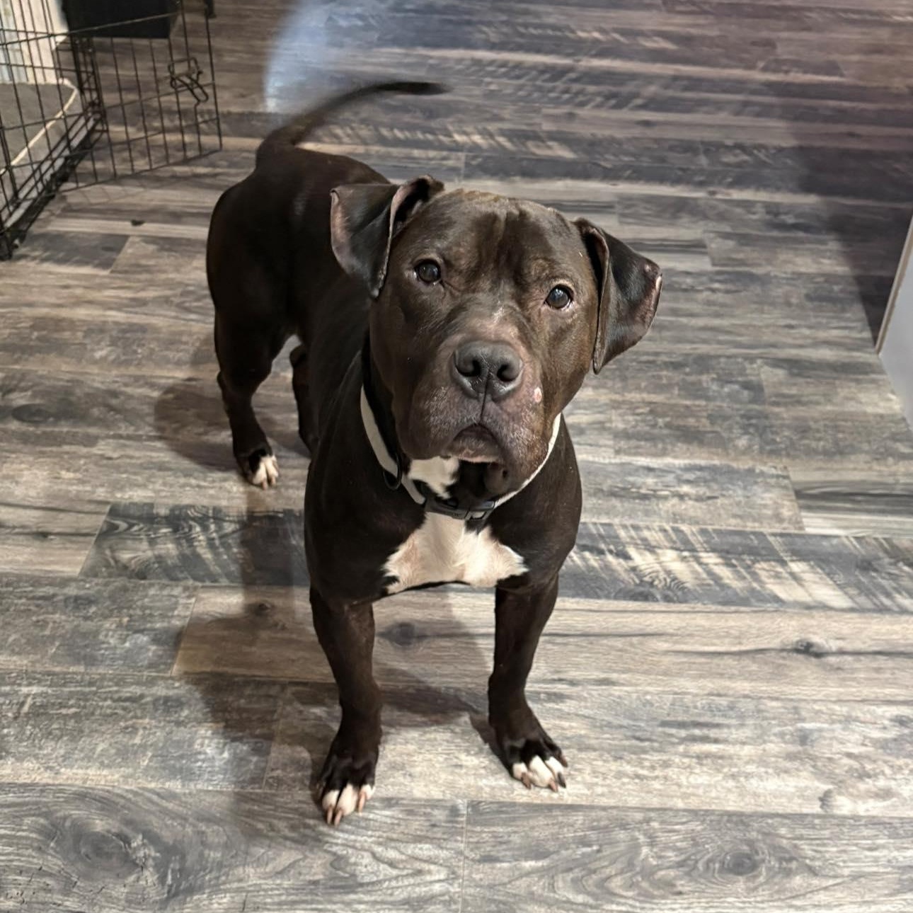 Samson, ADOPTABLE, Adult Male Pit Bull Terrier.