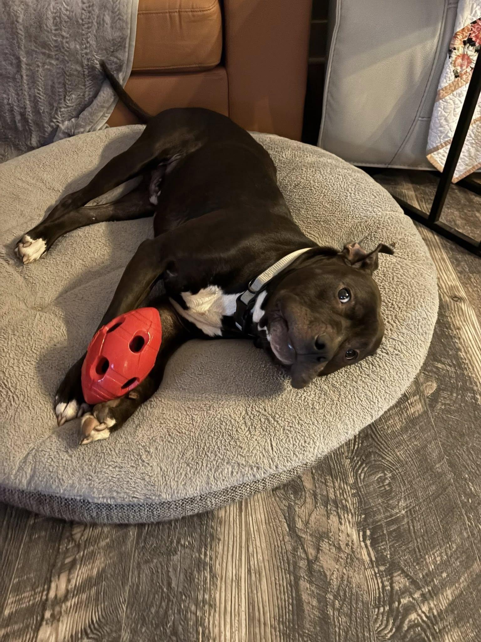 Enlarge Samson, a ADOPTABLE mixed breed in Indianapolis, IN image 3/3