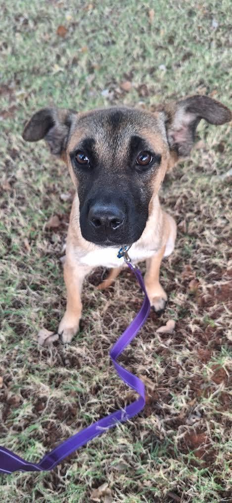 Tallas/Georgia, Adopted, Adult Female German Shepherd Dog.