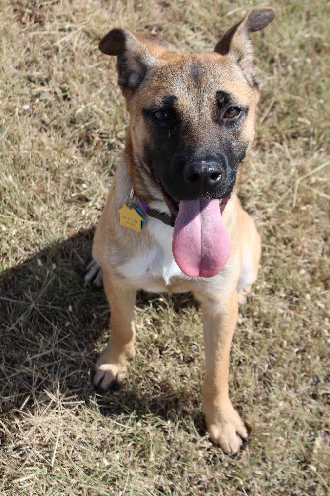 Enlarge Tallas/Georgia, a Adopted mixed breed in Piedmont, OK image 2/3