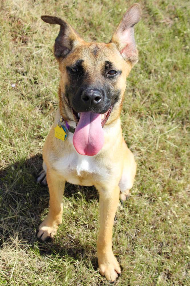 Enlarge Tallas/Georgia, a Adopted mixed breed in Piedmont, OK image 3/3