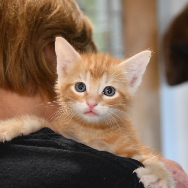 Cat for adoption Oatmeal raisin, a Tabby in Dallas, TX Petfinder