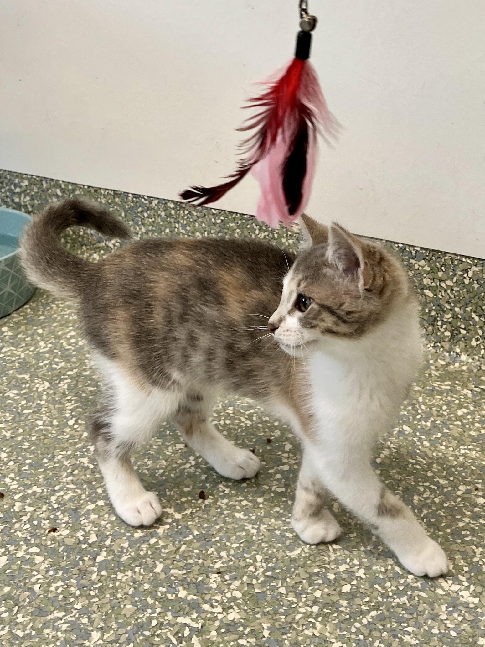 Enlarge Piccolo, an adopted Domestic Short Hair in Waldport, OR image 3/3