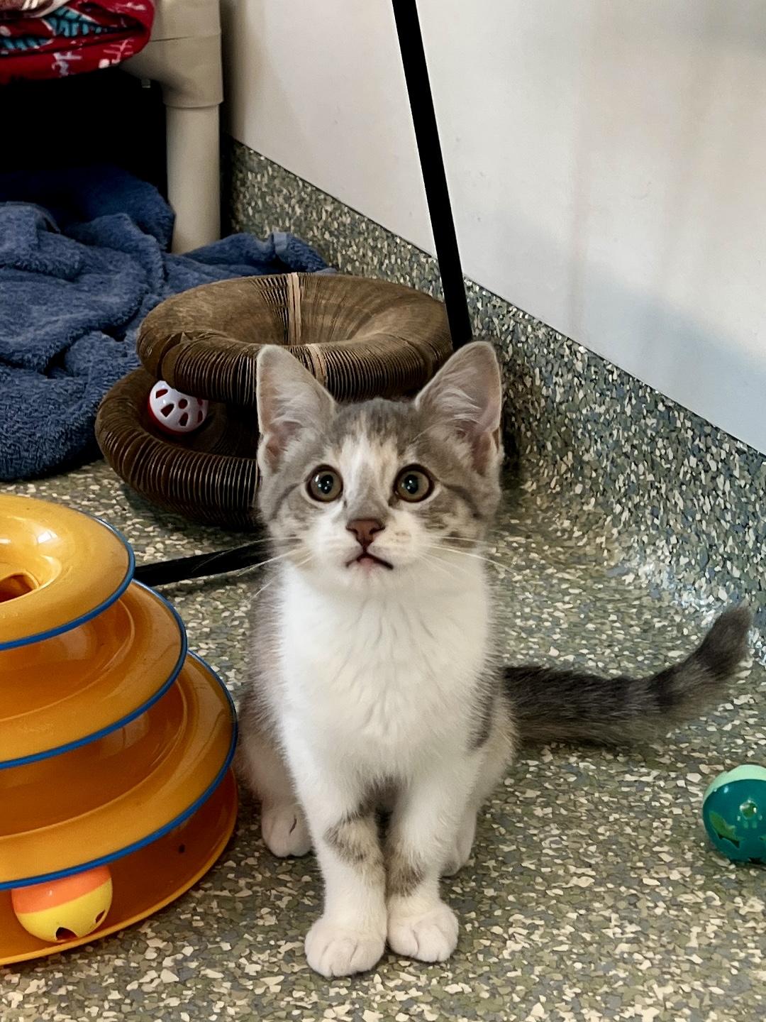 Piccolo, adopted, Kitten Female Domestic Short Hair.