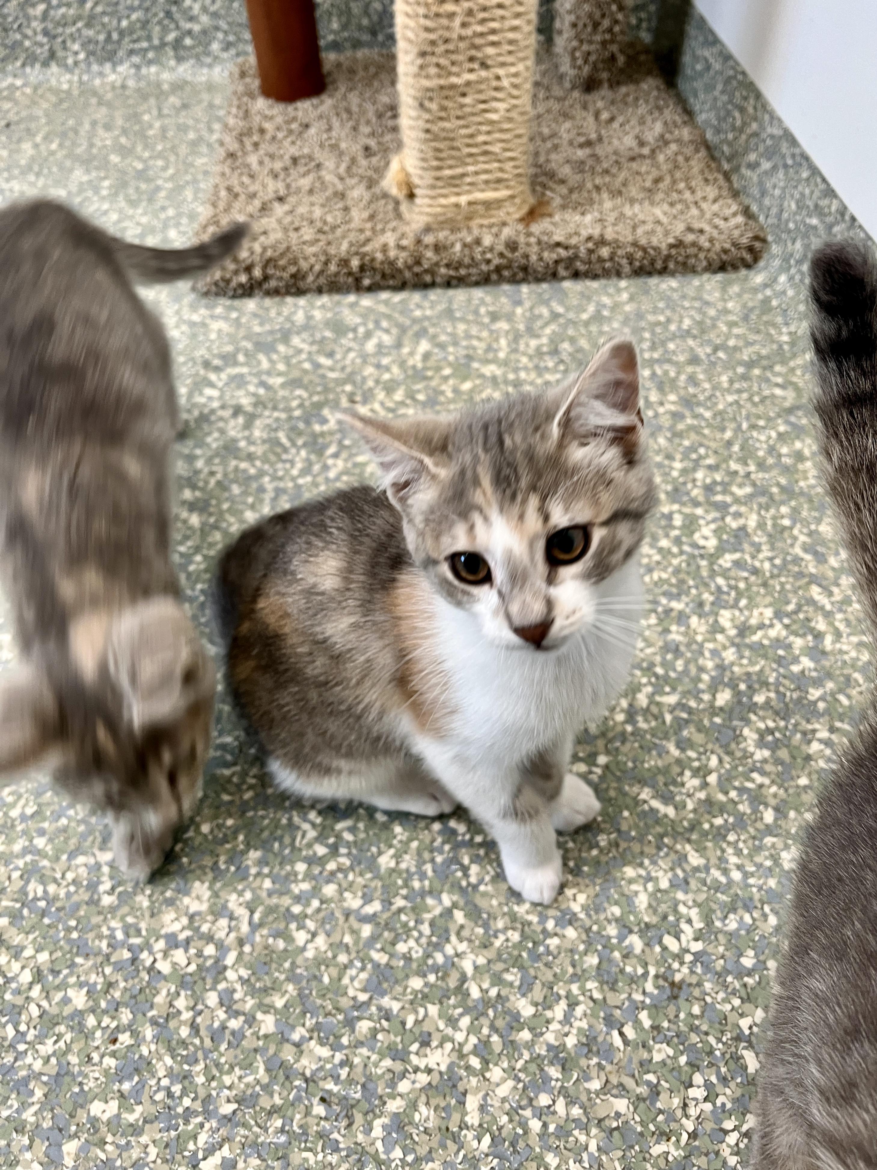 Enlarge Piccolo, an adopted Domestic Short Hair in Waldport, OR image 2/3
