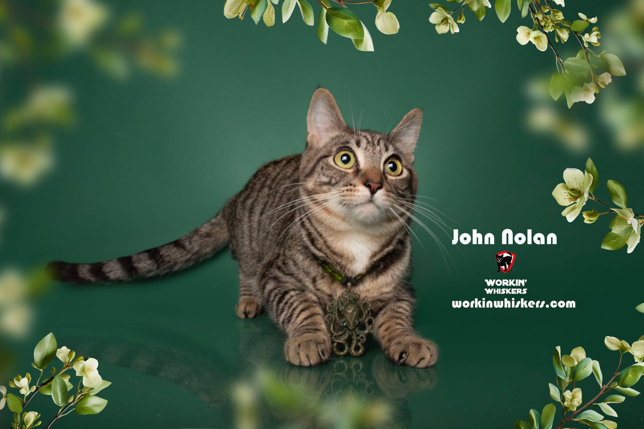 Enlarge JOHN NOLAN, an adopted mixed breed in Murrieta, CA image 1/6
