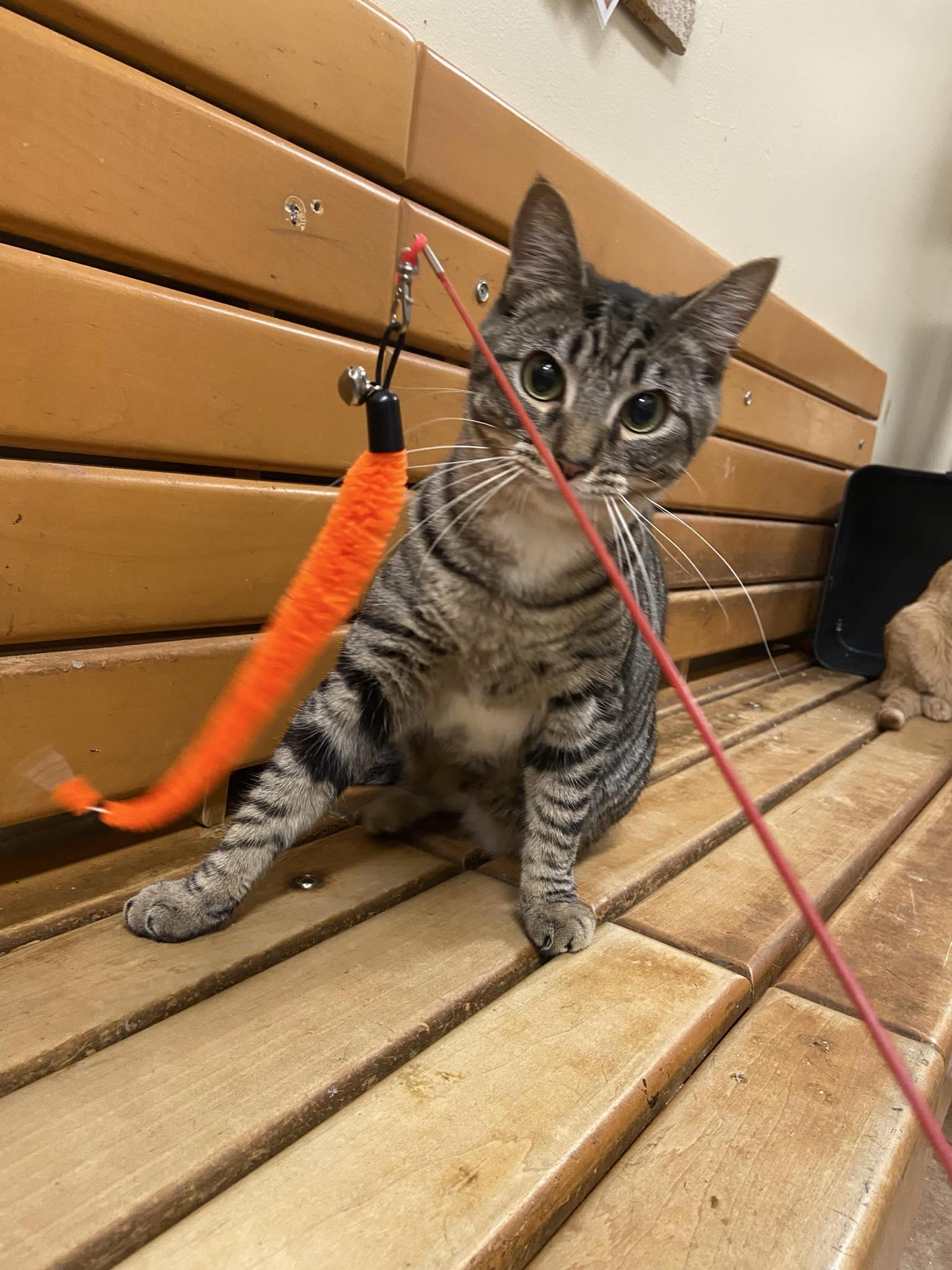 Enlarge JOHN NOLAN, an adopted mixed breed in Murrieta, CA image 2/6