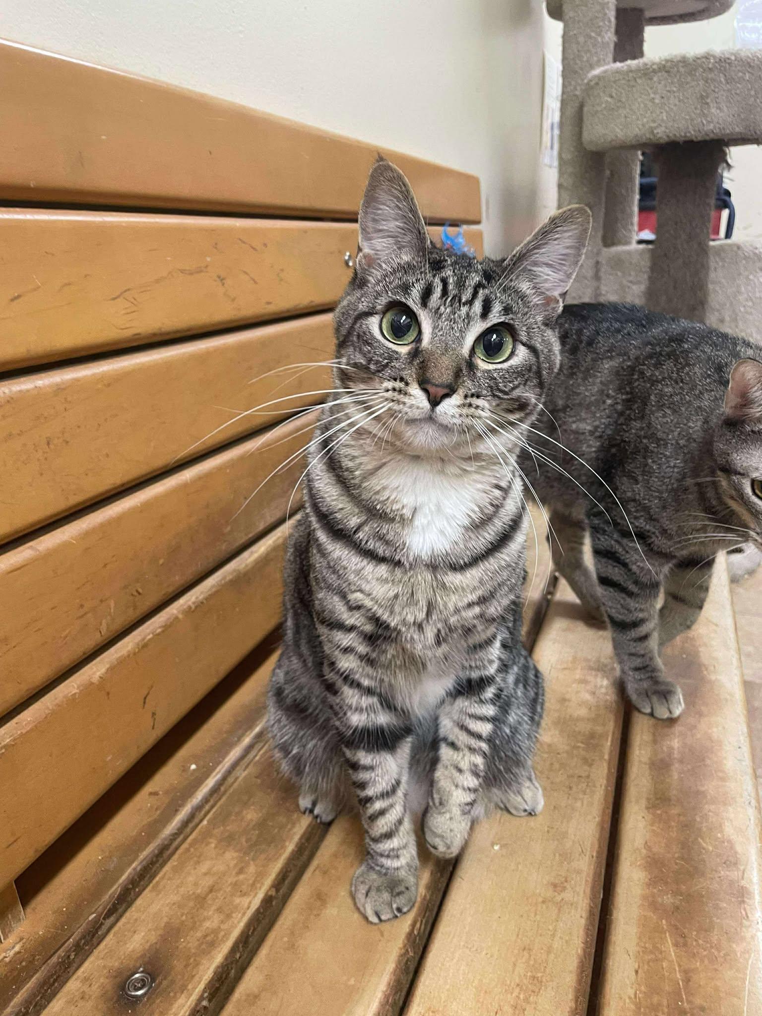 Enlarge JOHN NOLAN, an adopted mixed breed in Murrieta, CA image 4/6