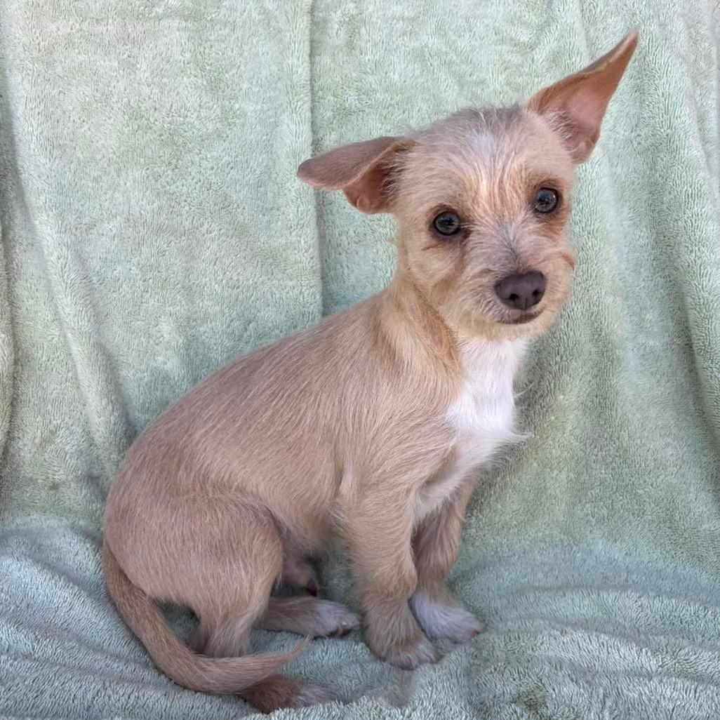Milo, a Adoptable Cairn Terrier in Tucson, AZ image 1/3