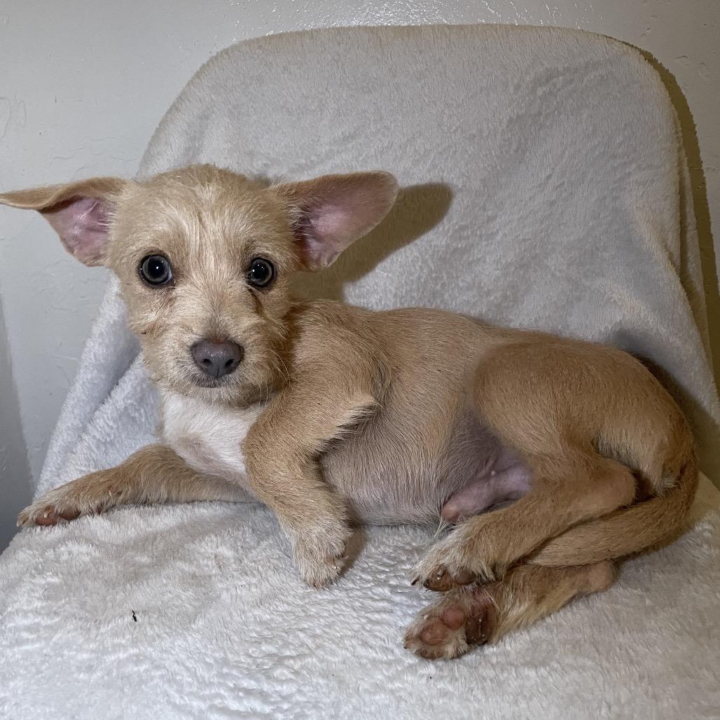 Milo, a Adoptable Cairn Terrier in Tucson, AZ image 3/3