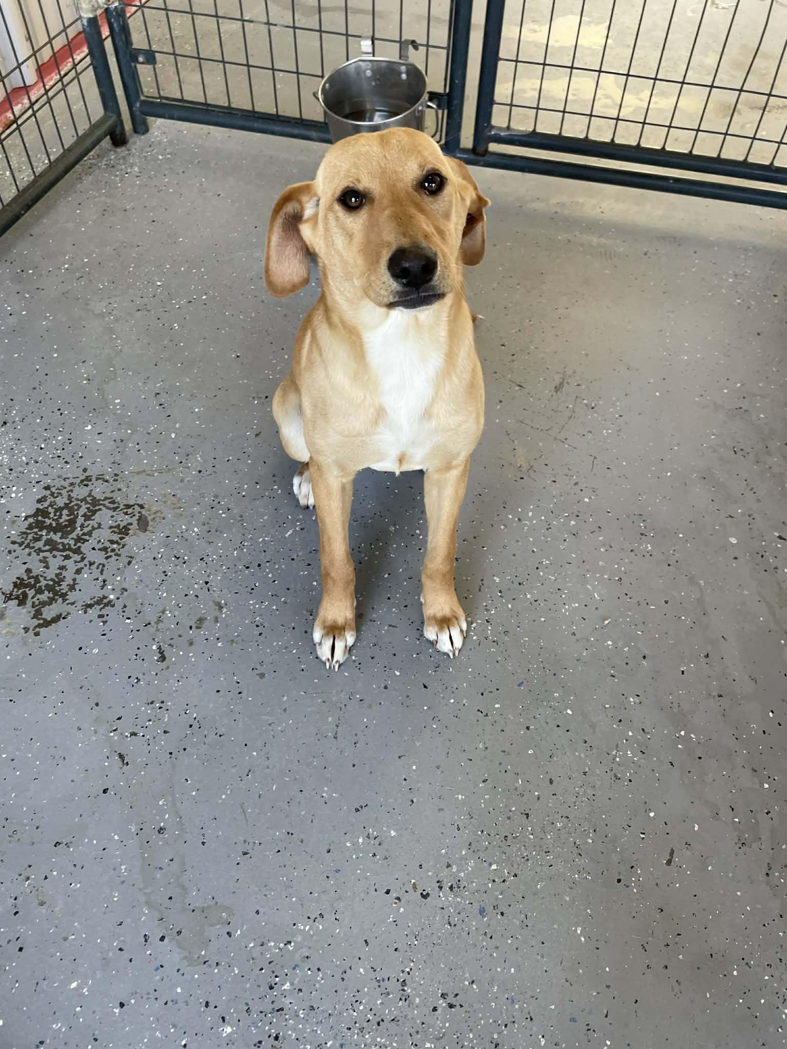 Janet, ADOPTABLE, Young Female Hound.