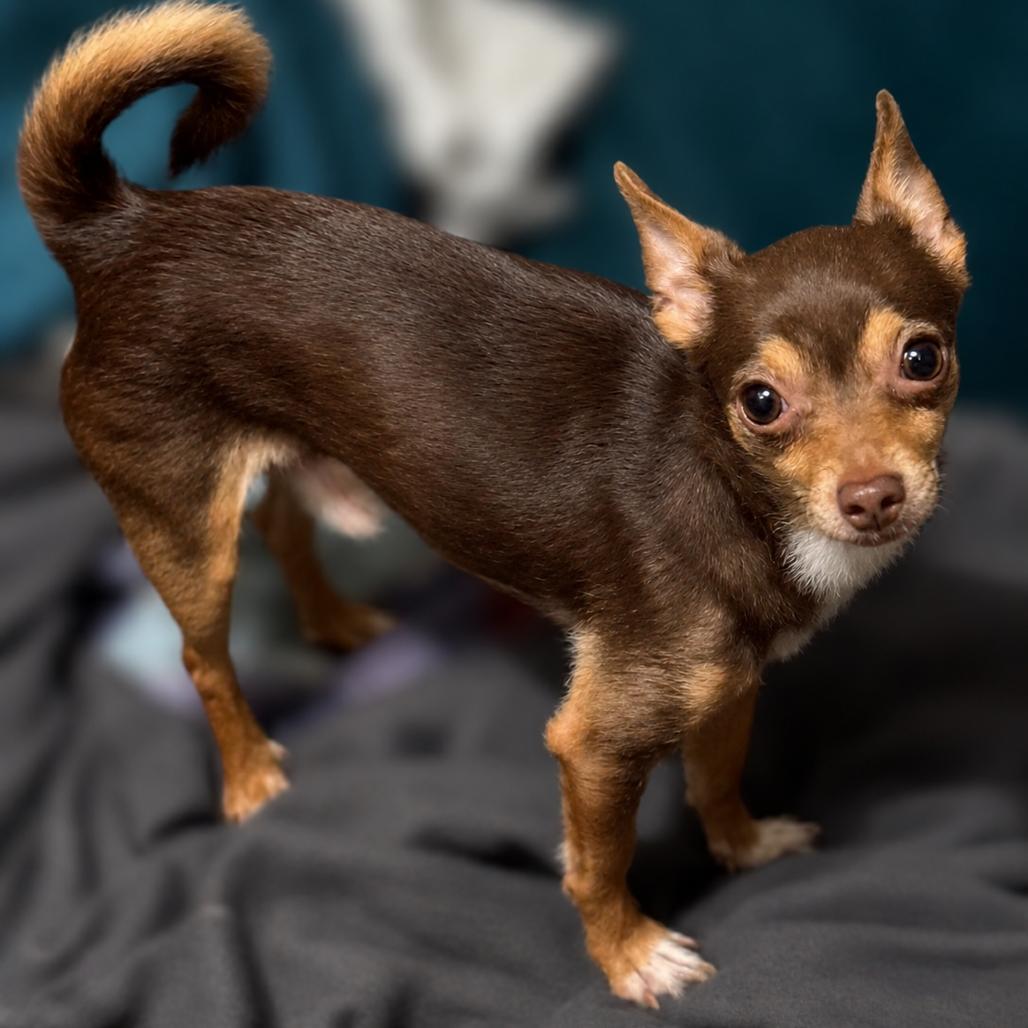 Charlie, a Adoptable Chihuahua in Hudson, IL image 1/2