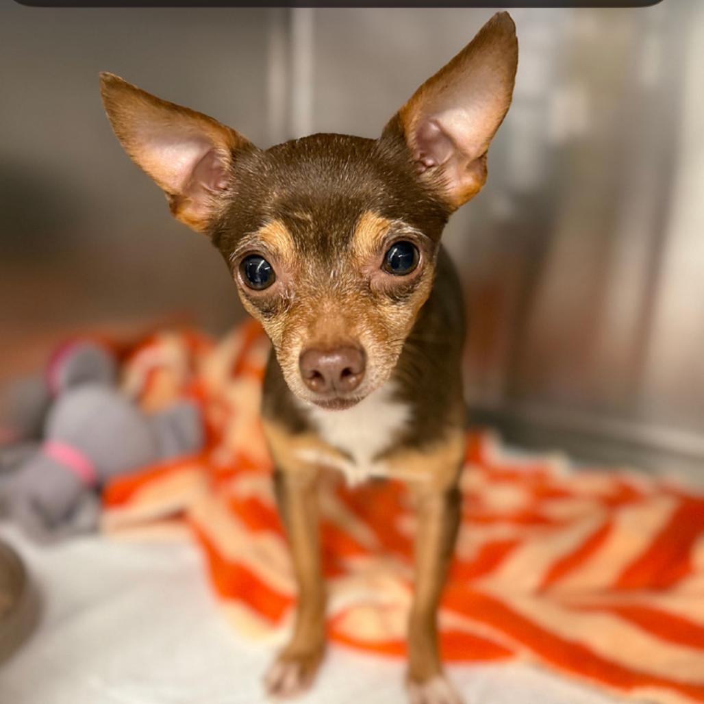 Charlie, a Adoptable Chihuahua in Hudson, IL image 2/2