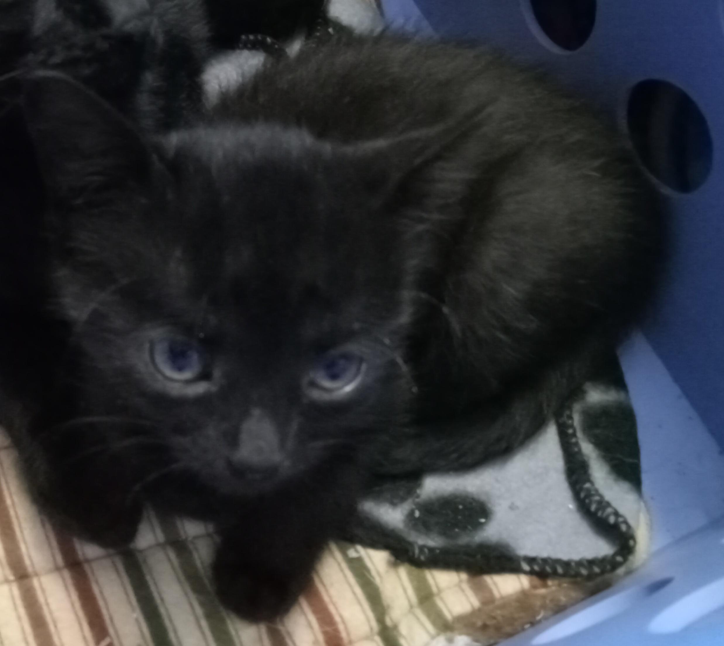 Cephy, adopted, Kitten Female Domestic Short Hair.