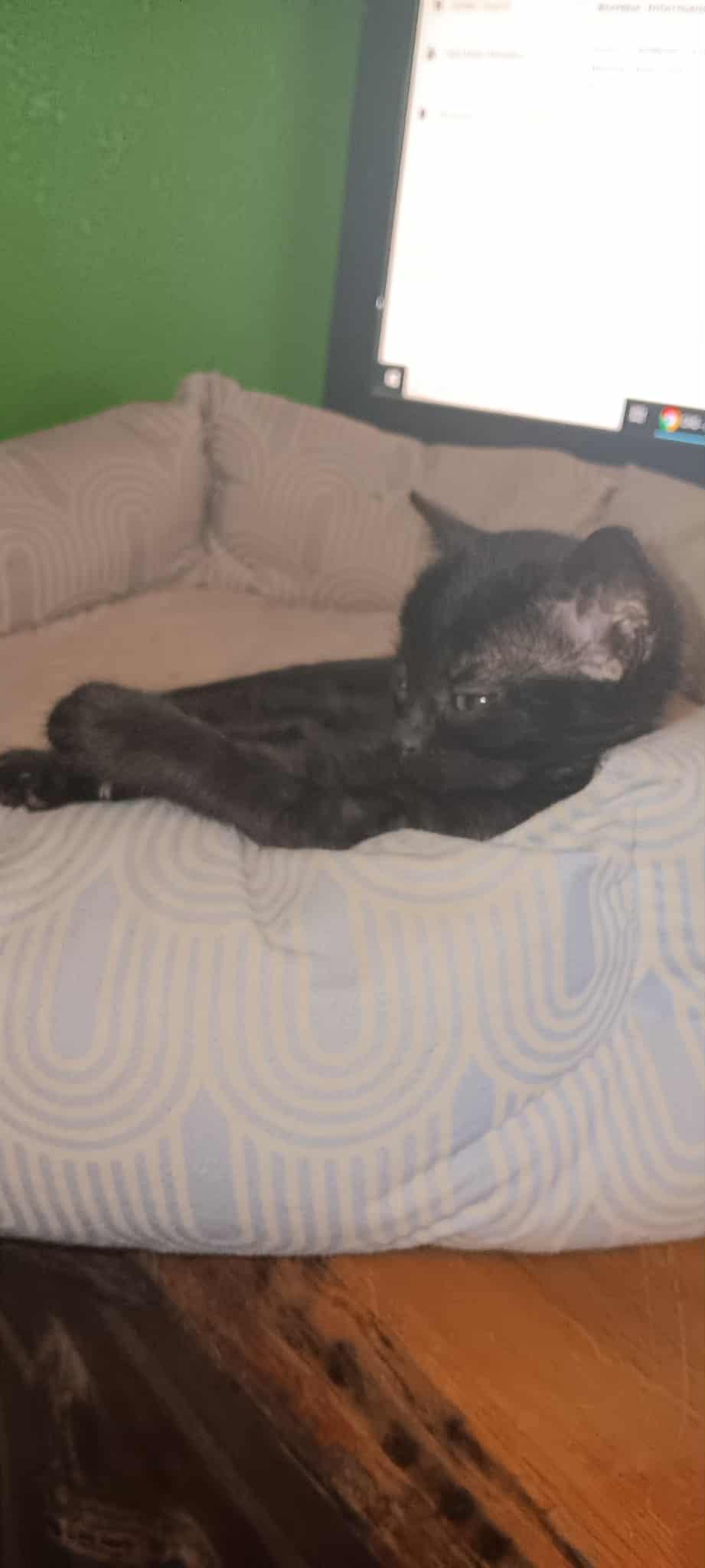 Enlarge Cephy, an adopted Domestic Short Hair in Yuma, AZ image 2/2