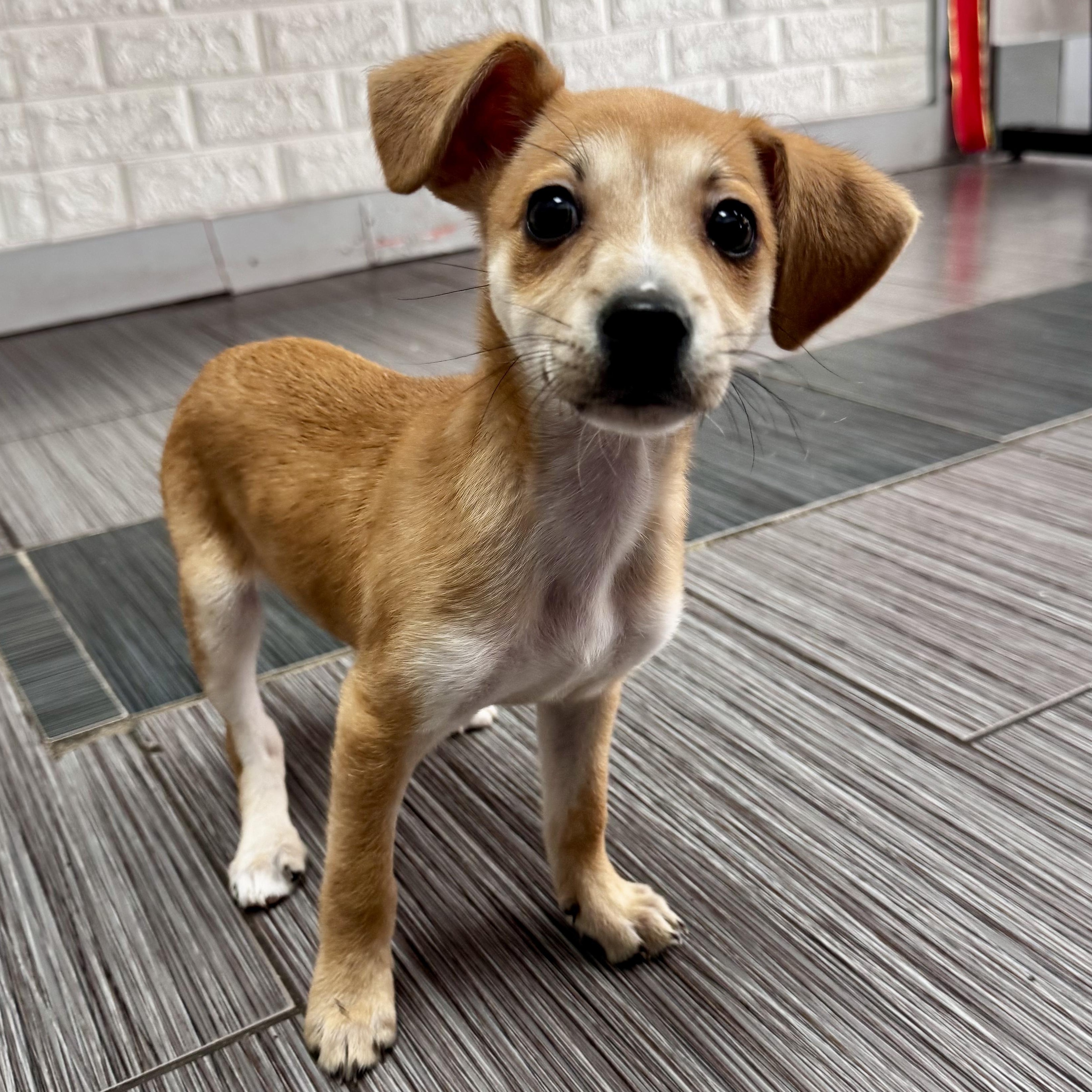 Enlarge Peanut, an adopted mixed breed in Bellingham, WA image 6/6