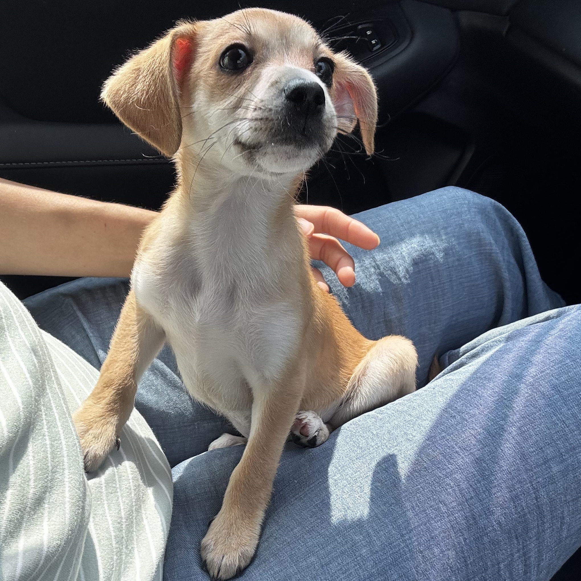 Enlarge Peanut, an adopted mixed breed in Bellingham, WA image 3/6