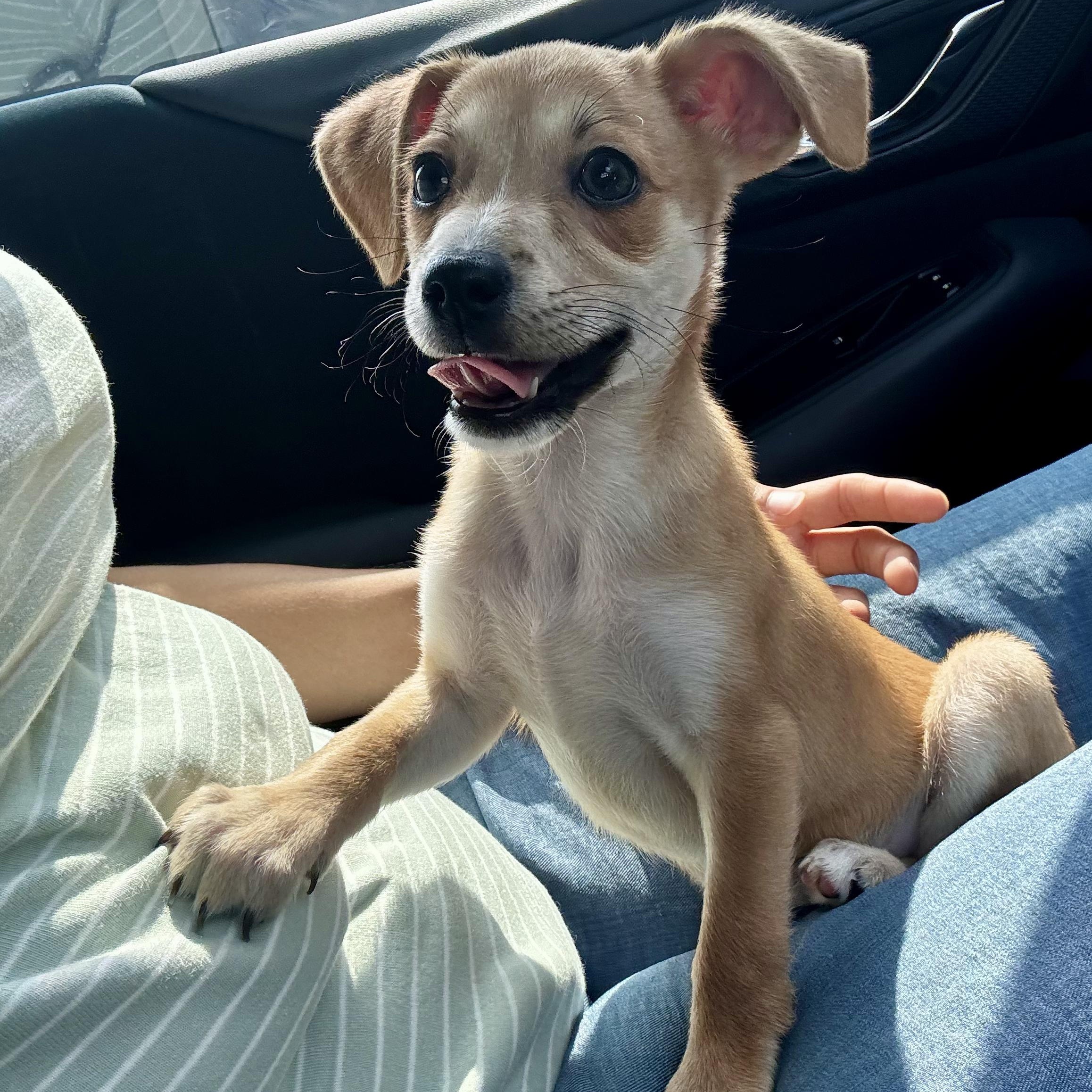 Enlarge Peanut, an adopted mixed breed in Bellingham, WA image 1/6