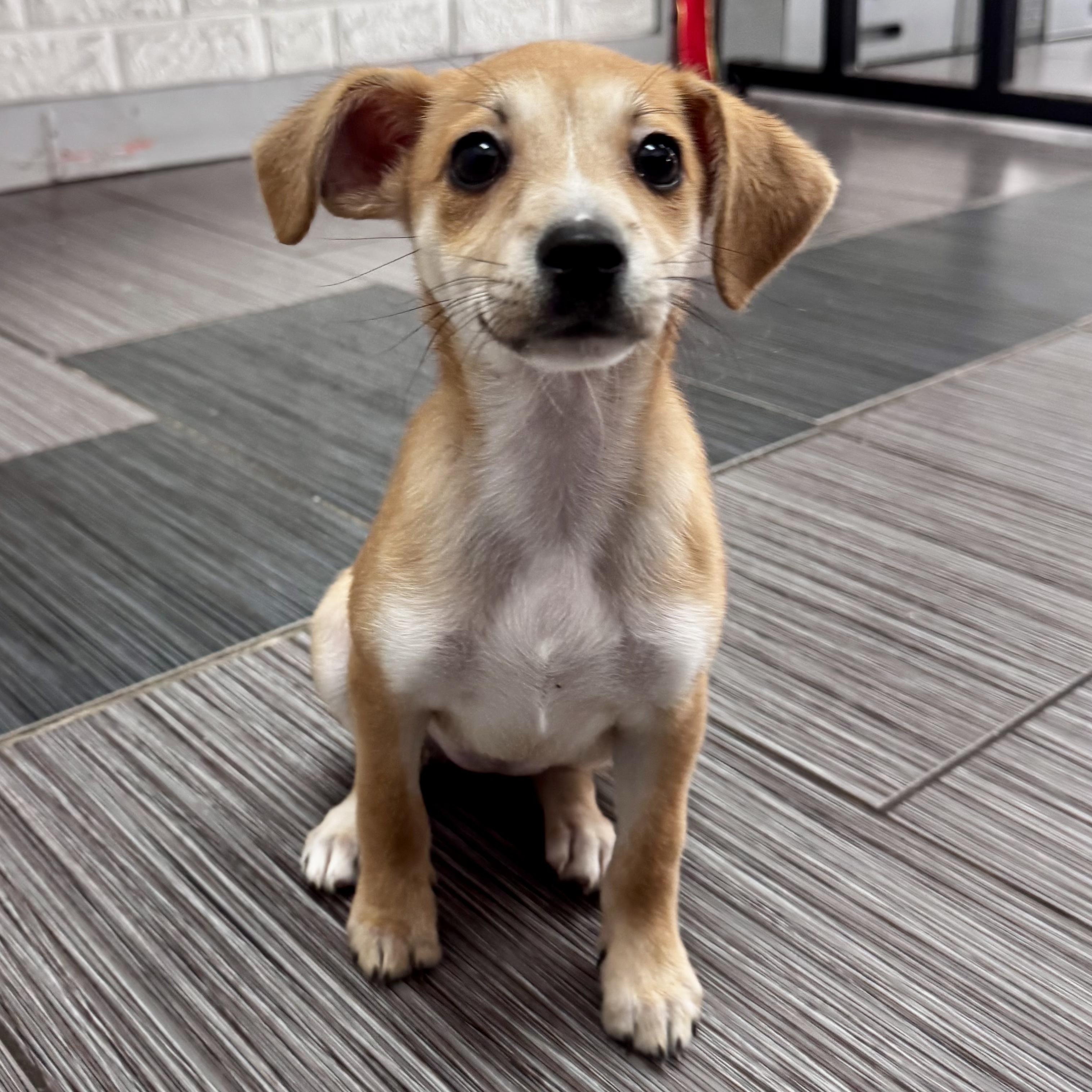 Enlarge Peanut, an adopted mixed breed in Bellingham, WA image 2/6