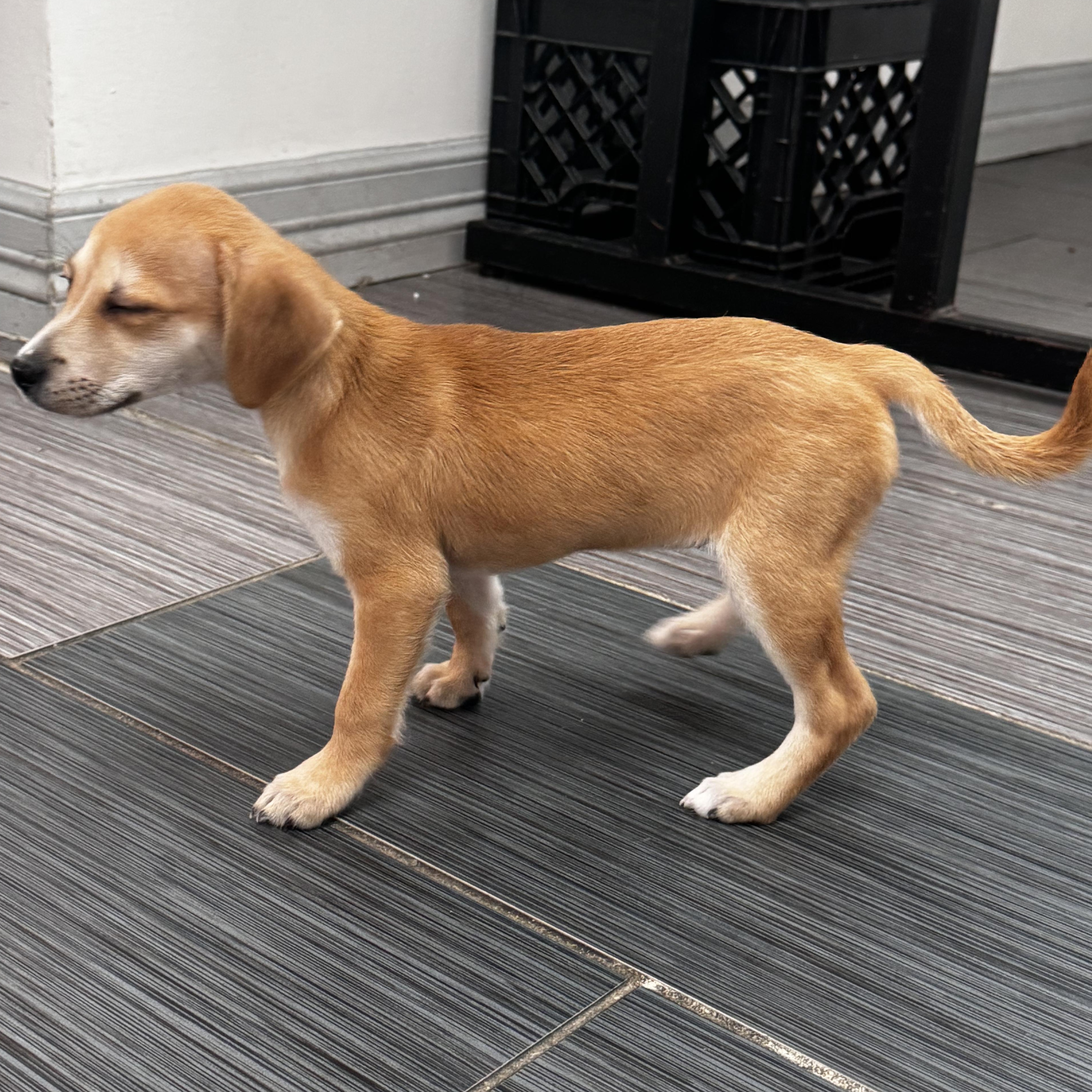 Enlarge Peanut, an adopted mixed breed in Bellingham, WA image 5/6