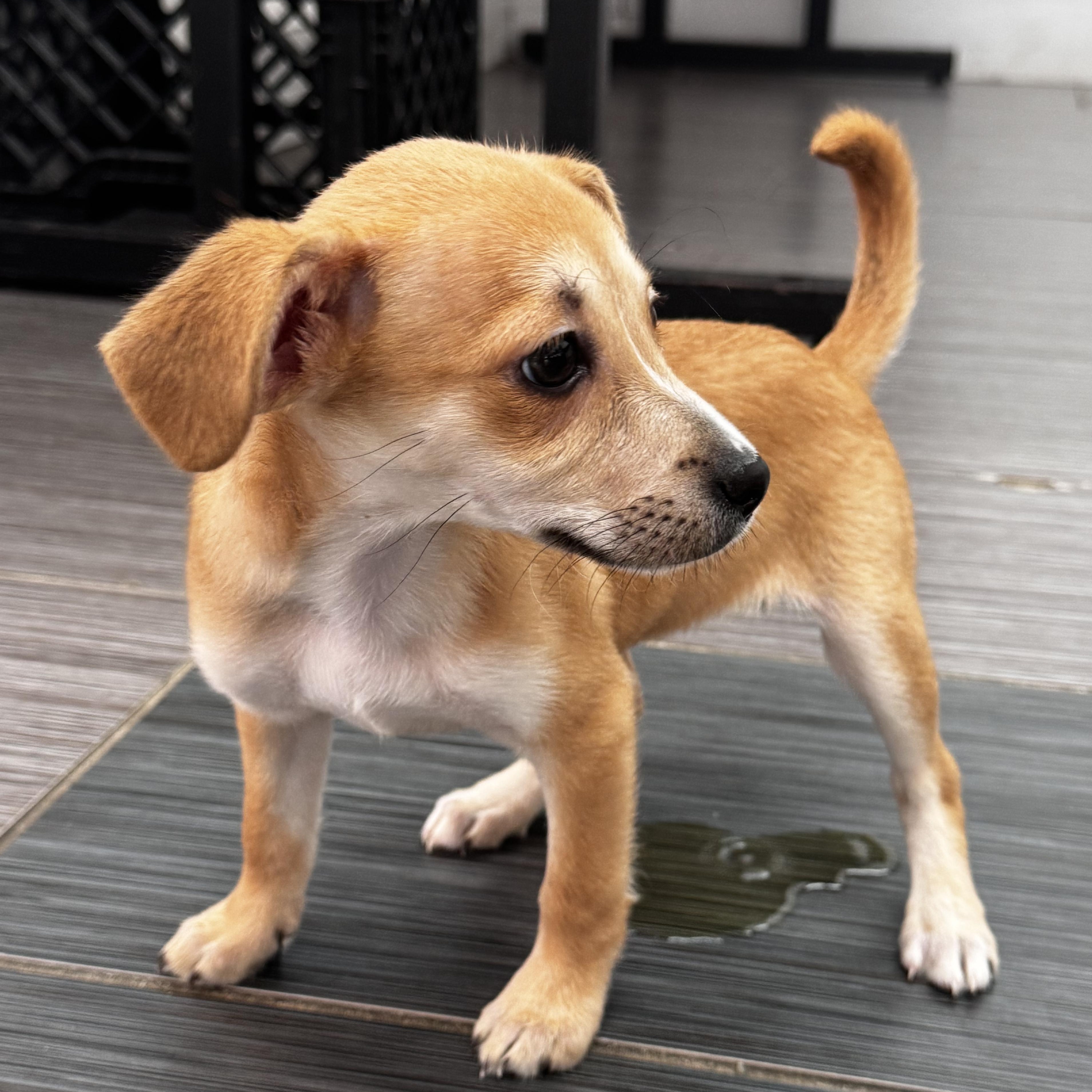 Enlarge Peanut, an adopted mixed breed in Bellingham, WA image 4/6