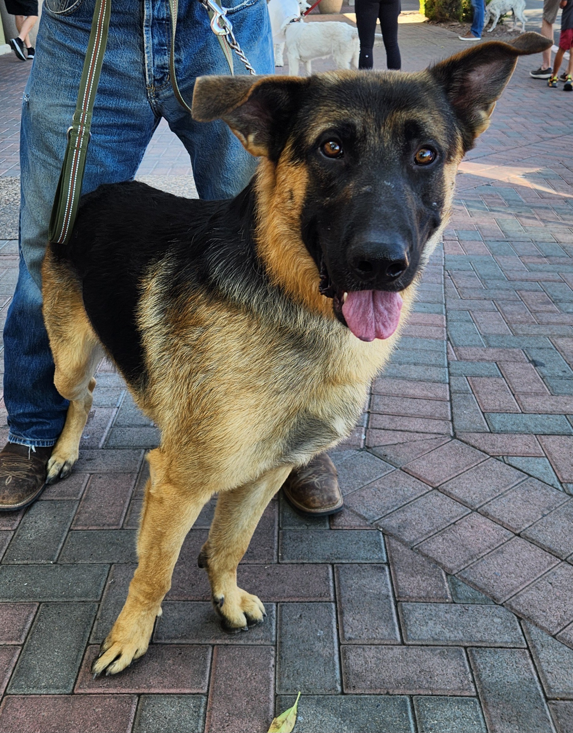 Dog for adoption COOPER, a German Shepherd Dog in Las Vegas, NV