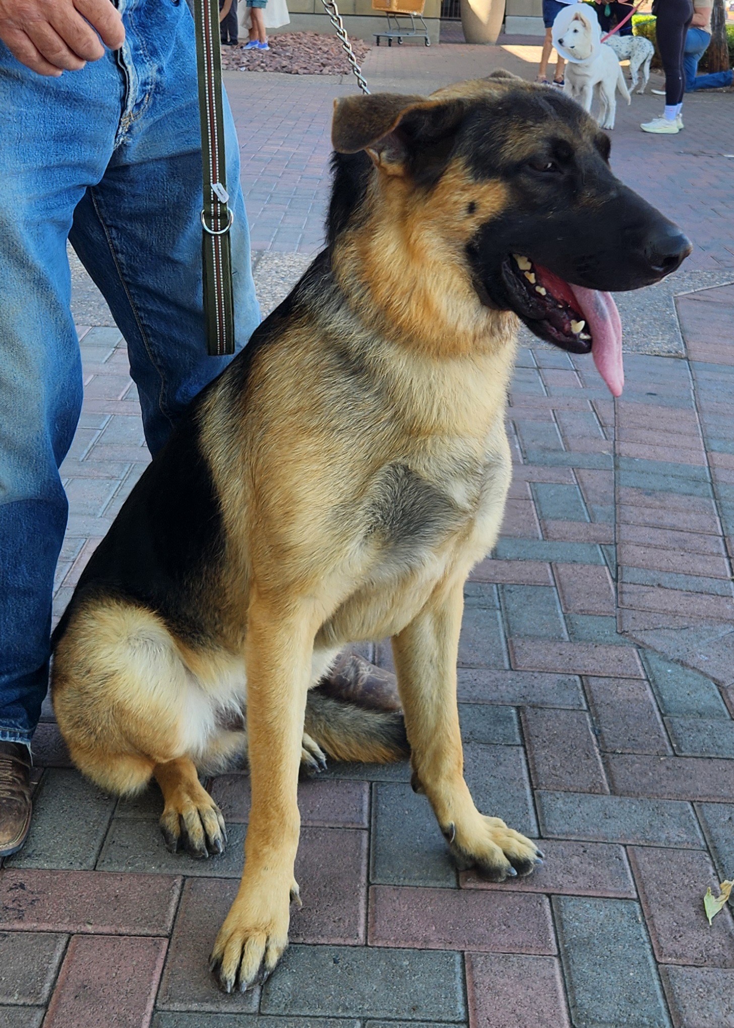 Dog for adoption COOPER, a German Shepherd Dog in Las Vegas, NV