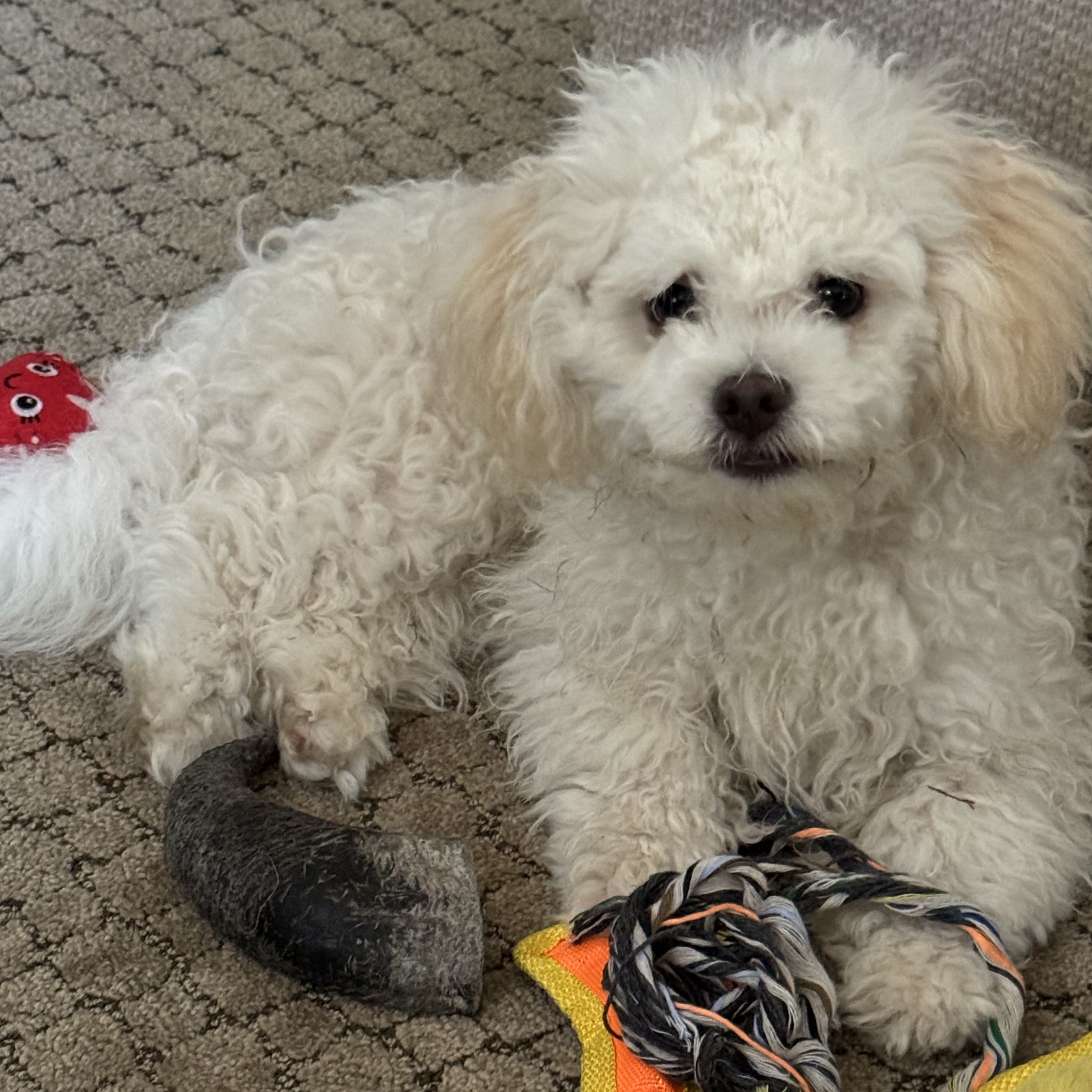 Dog for adoption Daz, a Shih poo Mix in Greensboro, NC Petfinder