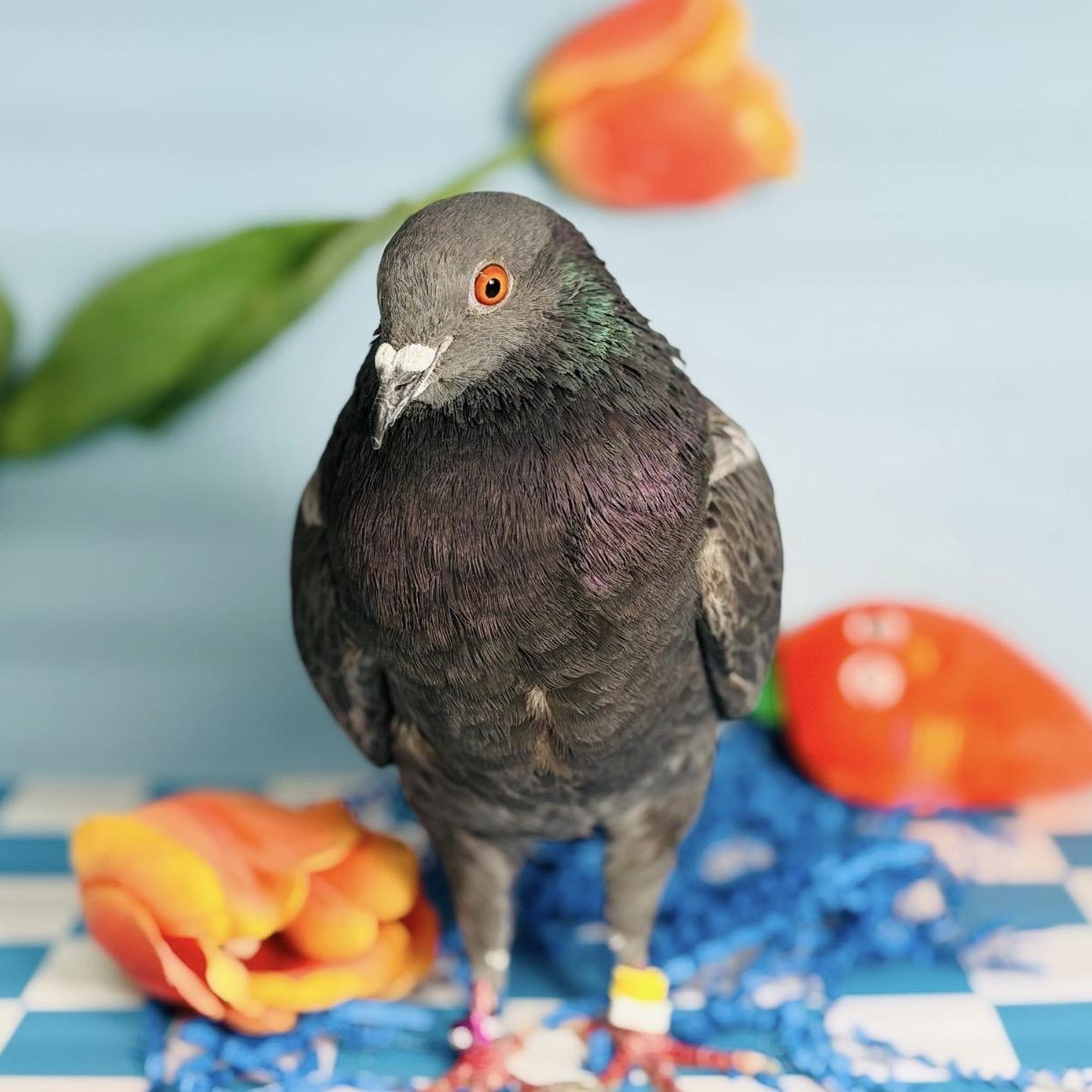 Quico, a Adoptable Pigeon in Chicago, IL image 2/4