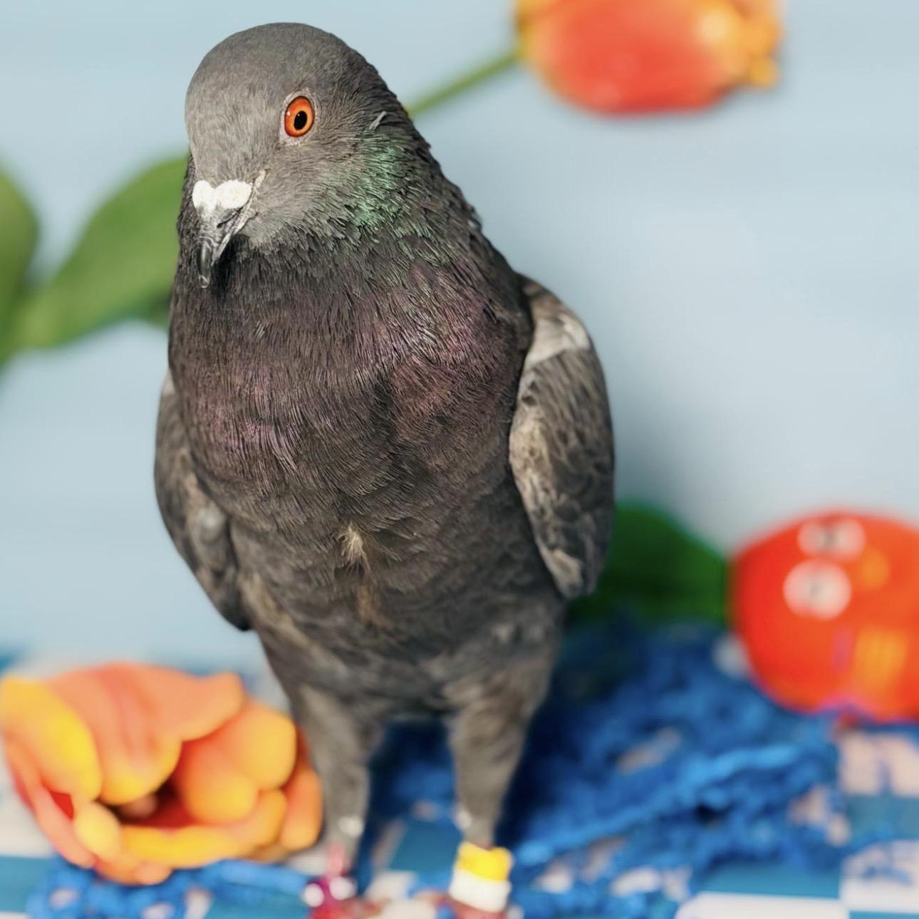 Quico, a Adoptable Pigeon in Chicago, IL image 3/4