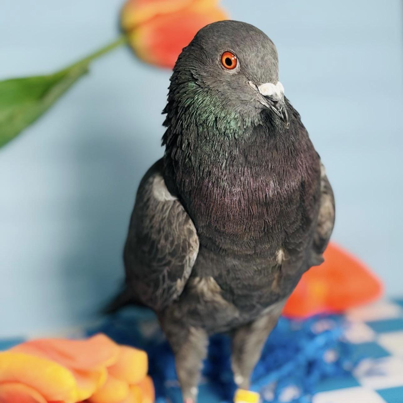 Quico, a Adoptable Pigeon in Chicago, IL image 1/4