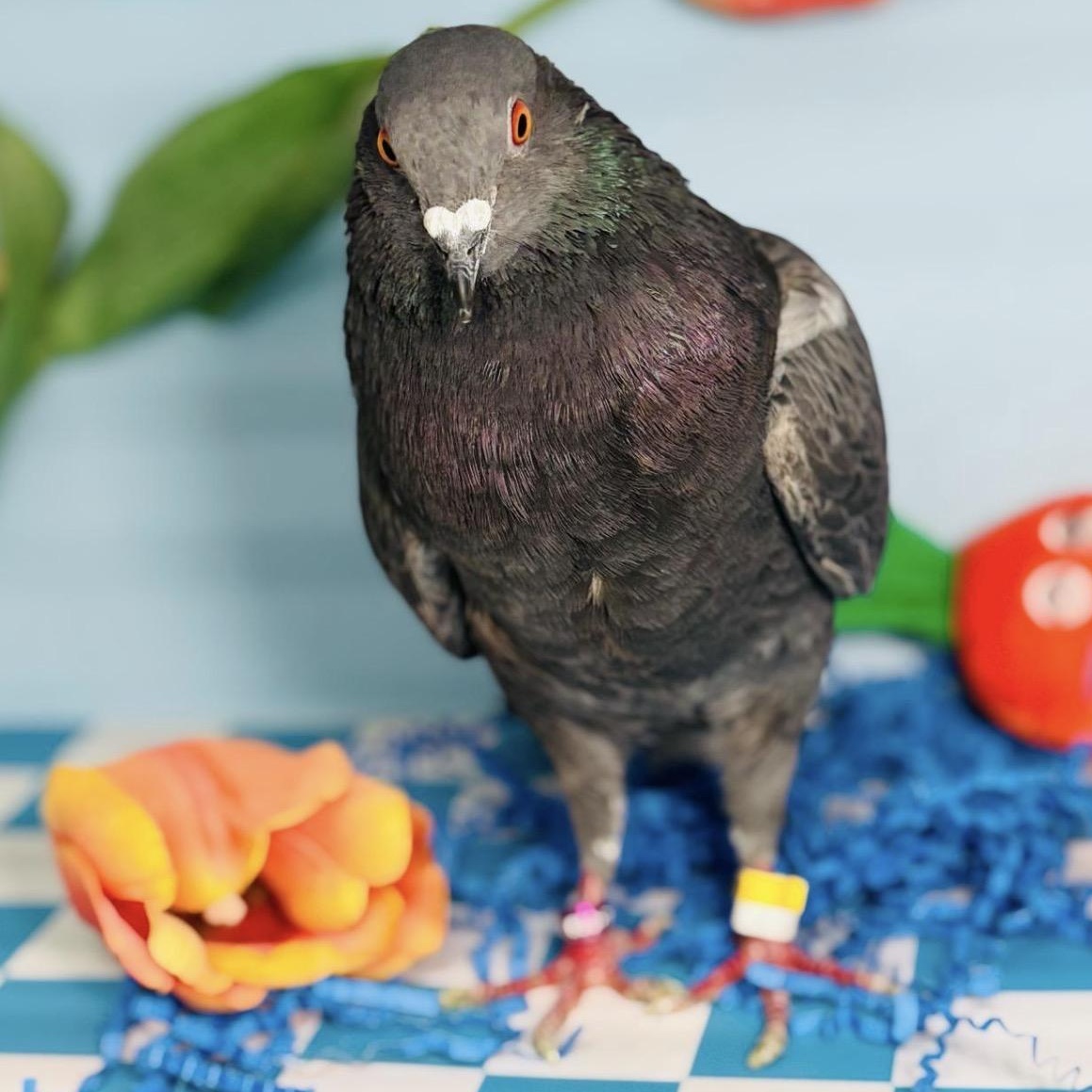 Quico, a Adoptable Pigeon in Chicago, IL image 4/4