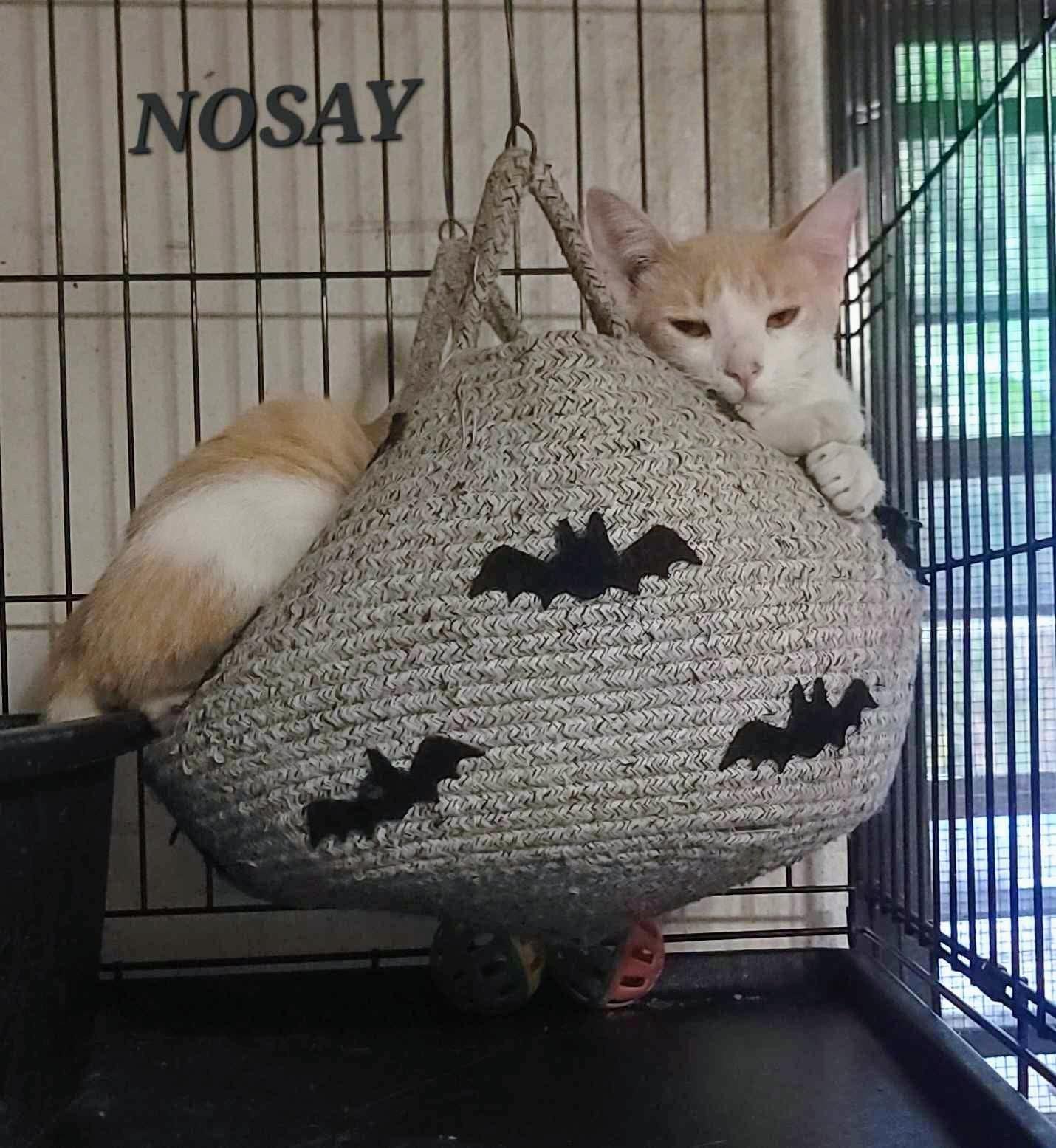 Enlarge Nosay, a Adoptable Domestic Short Hair in Maple Grove, MN image 1/4