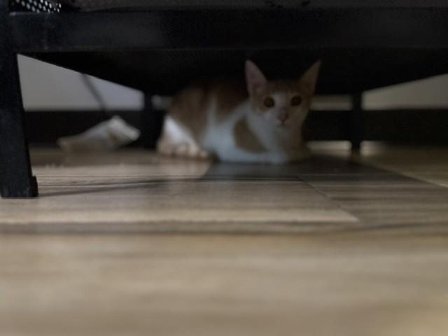Enlarge Nosay, a Adoptable Domestic Short Hair in Maple Grove, MN image 4/4