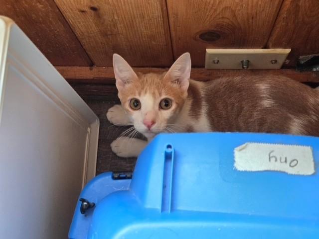 Enlarge Nosay, a Adoptable Domestic Short Hair in Maple Grove, MN image 3/4