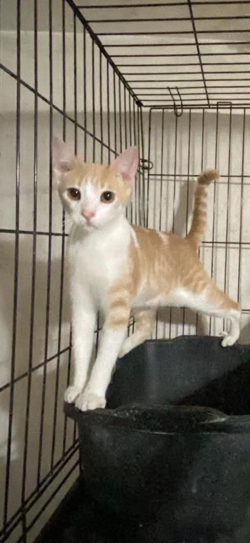 Enlarge Nosay, a Adoptable Domestic Short Hair in Maple Grove, MN image 2/4
