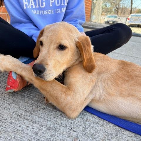 Quaker 22132 — thumbnail 2