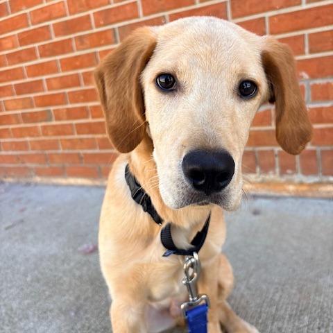 Quaker 22132 — thumbnail 3