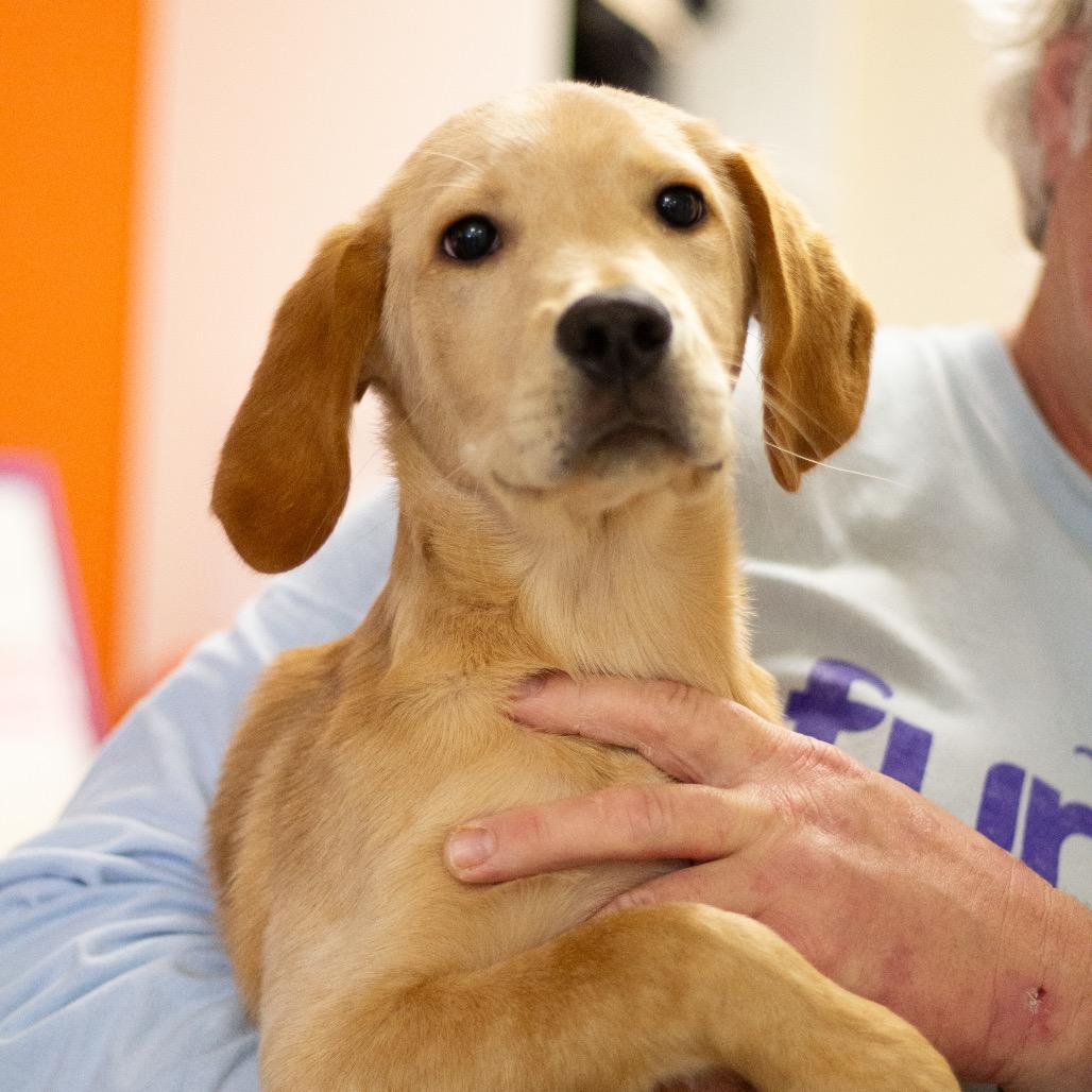 Quaker 22132 — thumbnail 5