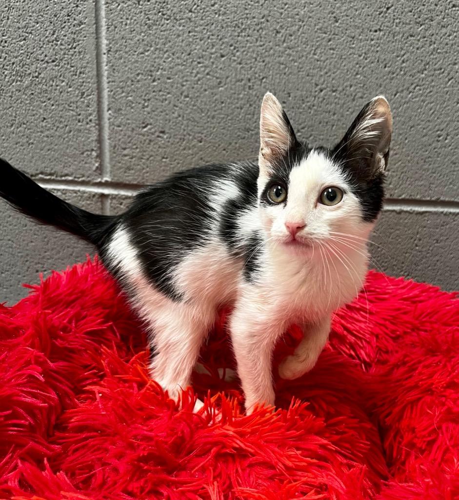 Ocean, Adoptable, Kitten Female Domestic Short Hair.