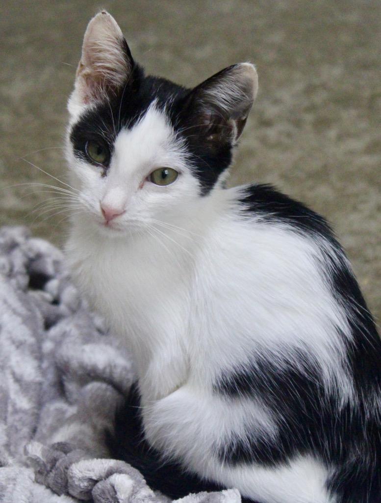 Enlarge Ocean, a Adoptable mixed breed in Clinton, SC image 3/4