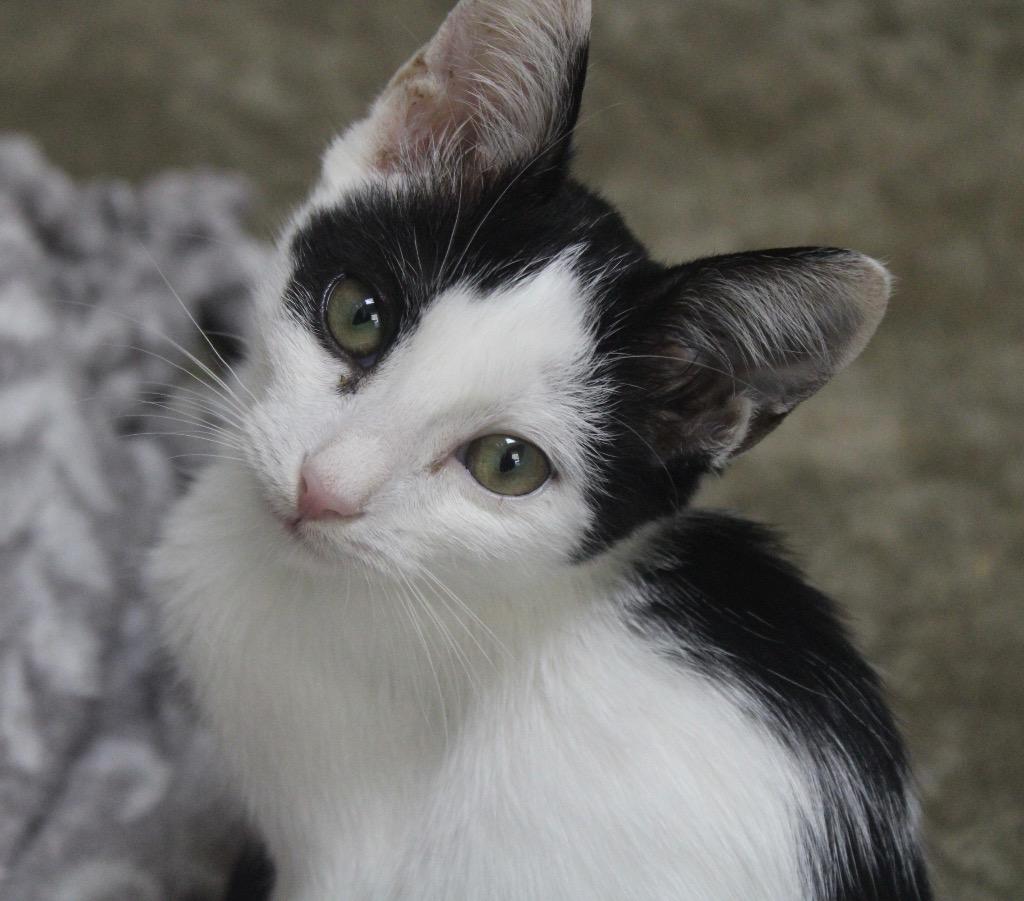 Enlarge Ocean, a Adoptable mixed breed in Clinton, SC image 4/4