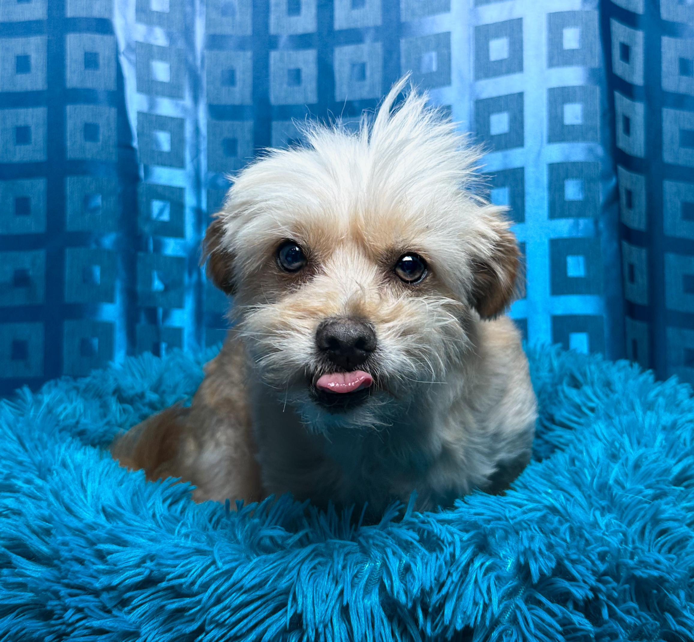 Shaggy, a Adoptable mixed breed in Chelsea, MI image 2/5