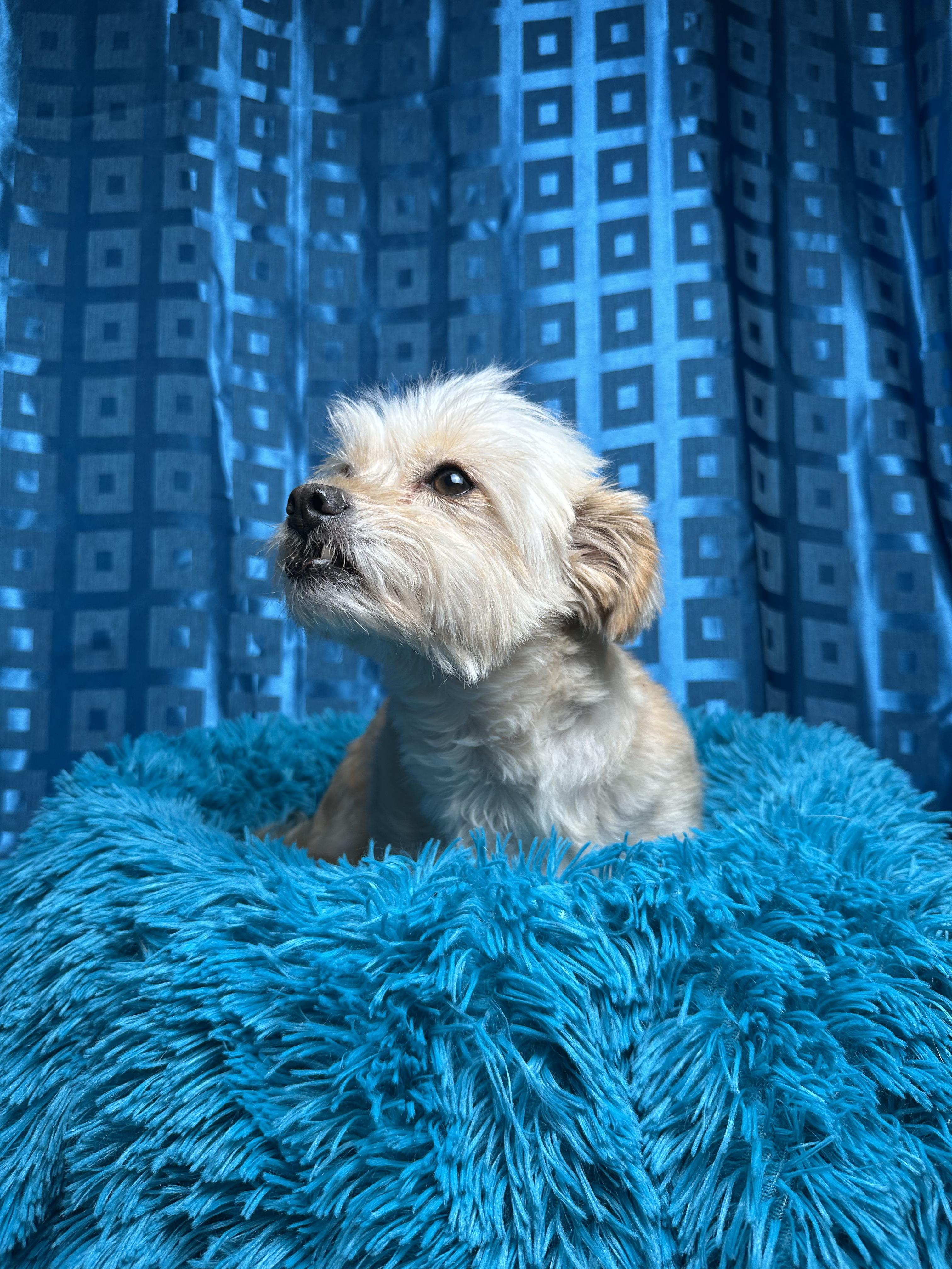 Shaggy, a Adoptable mixed breed in Chelsea, MI image 4/5